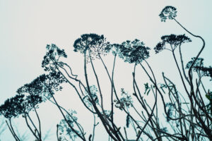 写真作品