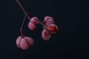 写真作品