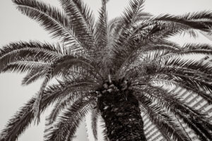 写真作品