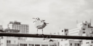 写真作品