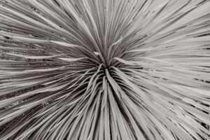 写真作品