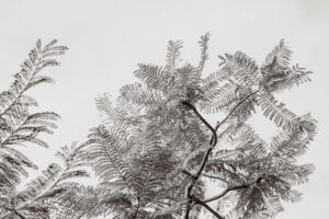 写真作品