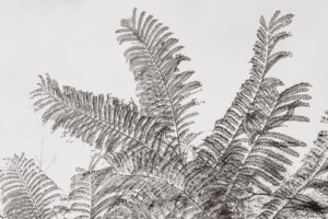 写真作品