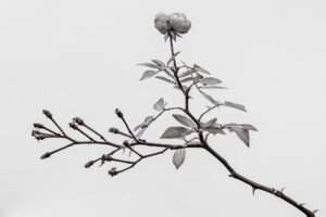 写真作品