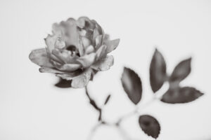 写真作品