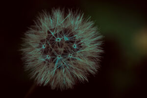 写真作品