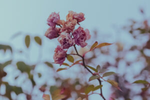 写真作品