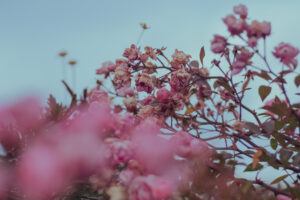 写真作品