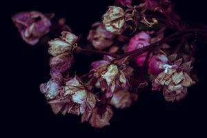 写真作品