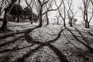 写真作品