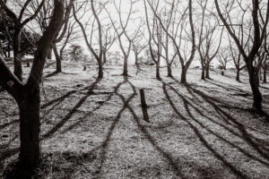 写真作品