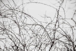 写真作品