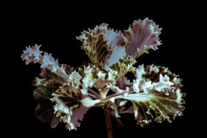 写真作品