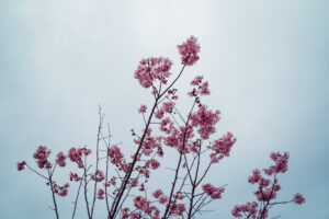 写真作品