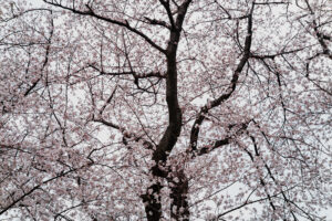 写真作品