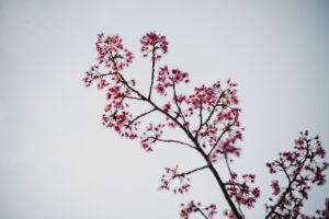写真作品