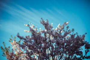 写真作品