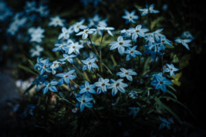 写真作品
