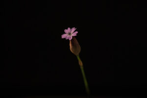 写真作品