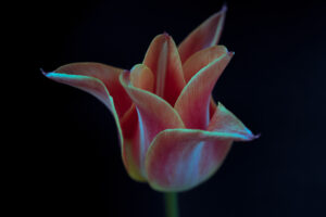 写真作品