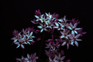 写真作品