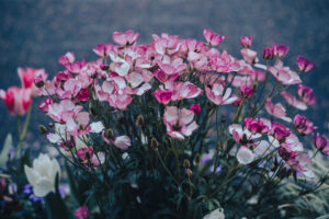 写真作品