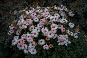 写真作品