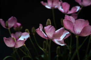 写真作品