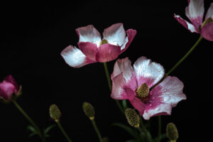 写真作品