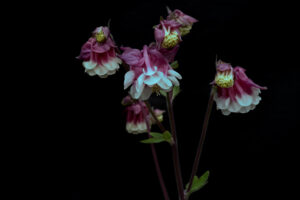 写真作品