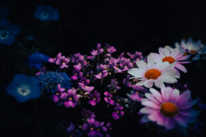 写真作品