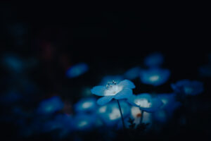 写真作品
