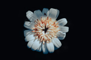 写真作品