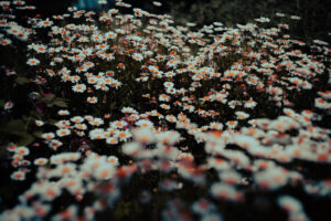 写真作品