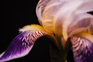 写真作品