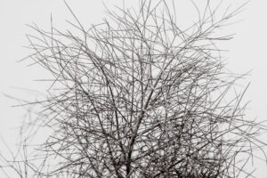 写真作品