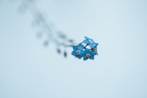 写真作品
