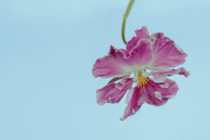 写真作品