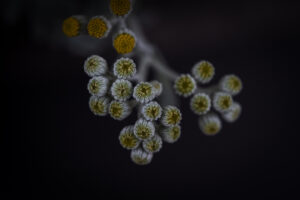 写真作品