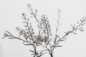 写真作品