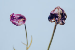 写真作品