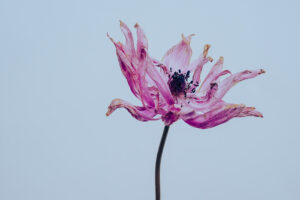 写真作品