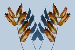 写真作品