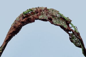 人知れず開催される「植物美術館」