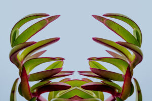 写真作品