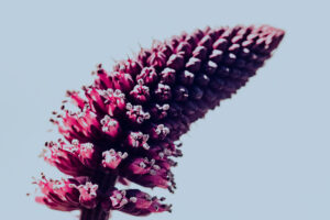 写真作品