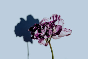 写真作品
