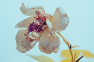 写真作品