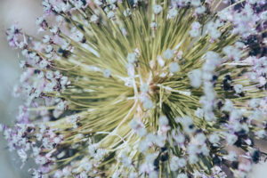 写真作品