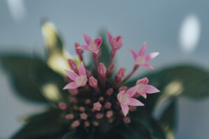 写真作品
